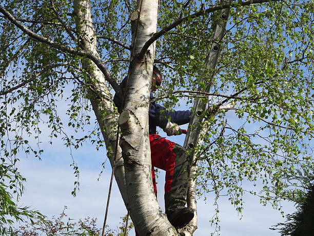 Trusted Fetters Hot Springs Agua Caliente, CA Tree Removal Services Experts