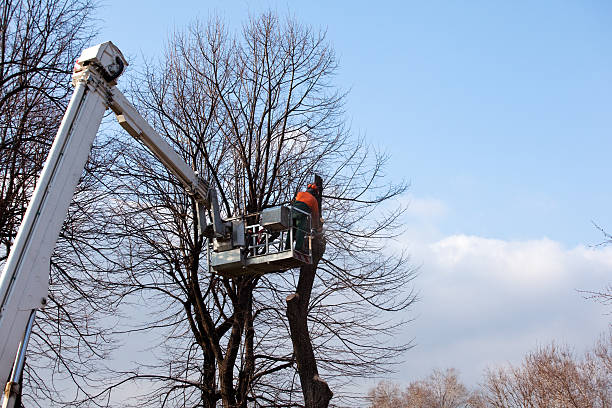 Leaf Removal in Fetters Hot Springs Agua Caliente, CA